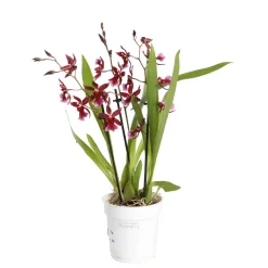 NA Orchidées | Orchidée Cambria 'Barrocco red', 3 tiges, pot Ø12 cm
