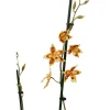 NA Orchidée Cambria 2 tiges - pot D.12 cm New