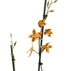 NA Orchidée Cambria 2 tiges - pot D.12 cm New
