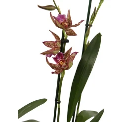 NA Orchidée Cambria 2 tiges - pot D.12 cm New