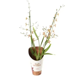 NA Orchidée Cambria 2 tiges - pot D.12 cm New