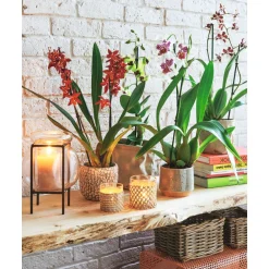 NA Orchidée Cambria 2 tiges - pot D.12 cm New