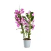 NA Orchidées | Orchidée Dendrobium nobilé 2 tiges - pot D.12 cm