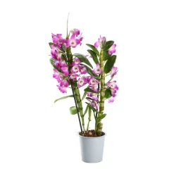 NA Orchidées | Orchidée Dendrobium nobilé 2 tiges - pot D.12 cm