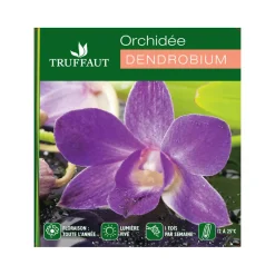 NA Orchidées | Orchidée Dendrobium nobilé 1 tige - pot D.12 cm