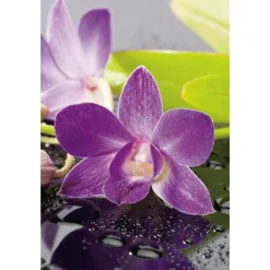 NA Orchidées | Orchidée Dendrobium nobilé 1 tige - pot D.12 cm