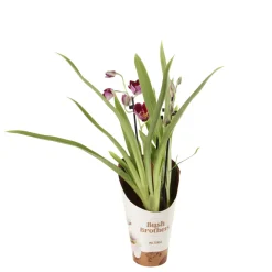 NA Orchidées | Orchidée Miltonia 2 tiges - pot D.12 cm