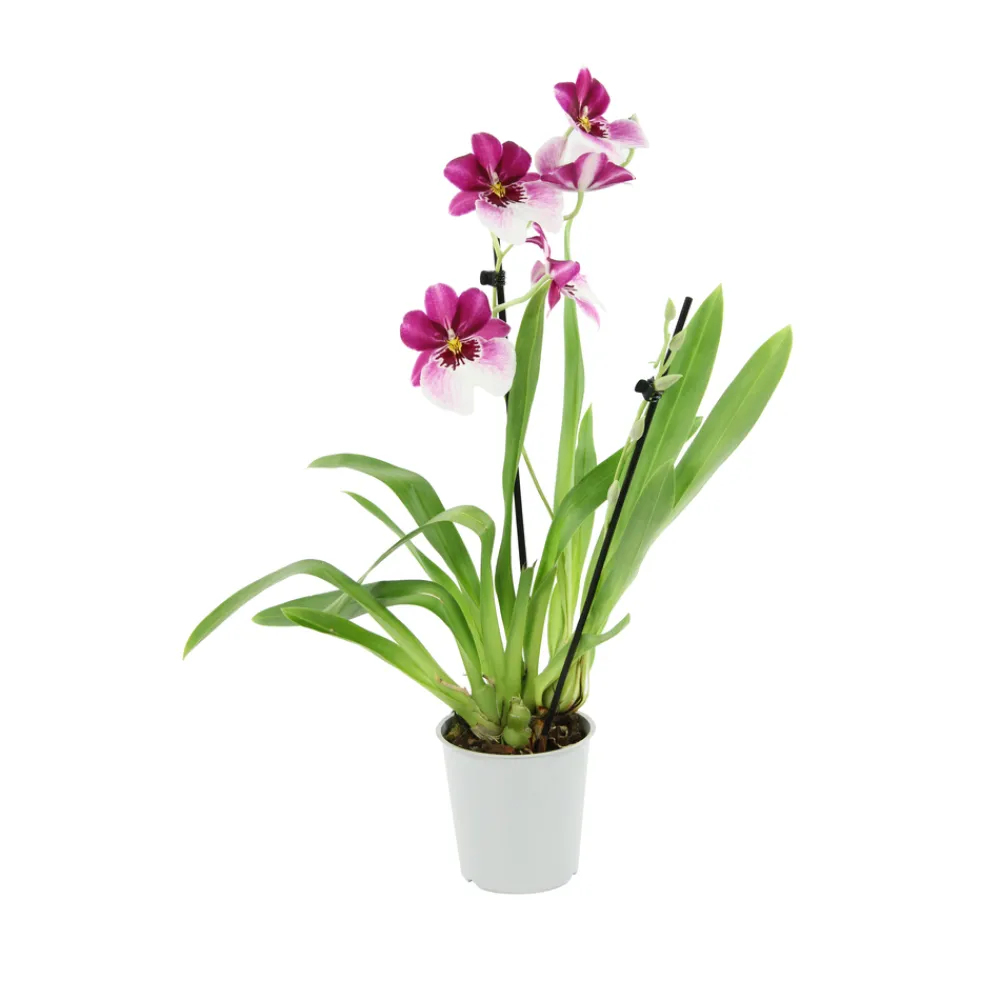 NA Orchidées | Orchidée Miltonia 2 tiges - pot D.12 cm
