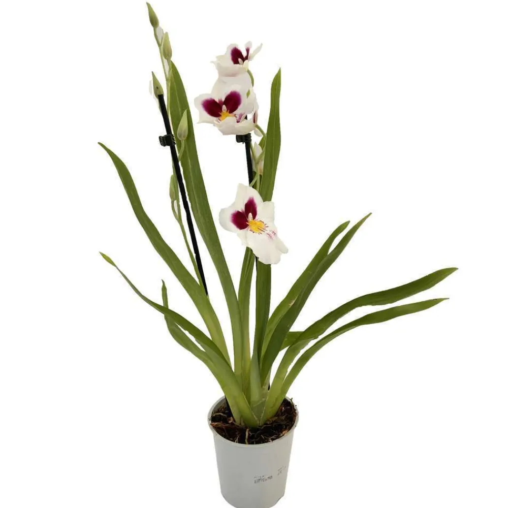 NA Orchidées | Orchidée Miltonia 2 tiges - pot D.12 cm