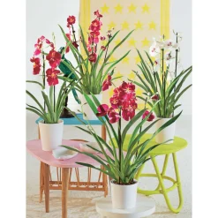 NA Orchidées | Orchidée Miltonia 2 tiges - pot D.12 cm