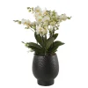 NA Orchidée Phalaenopsis 'Bellissimo Bella' H50cm en Coupe noire D15cm Outlet