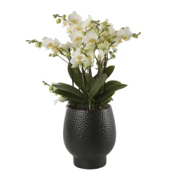 NA Orchidée Phalaenopsis 'Bellissimo Bella' H50cm en Coupe noire D15cm Outlet