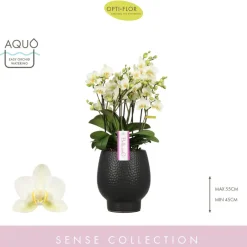 NA Orchidée Phalaenopsis 'Bellissimo Bella' H50cm en Coupe noire D15cm Outlet