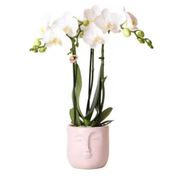 NA Plantes Fleuries | Orchidée phalaenopsis blanche - amabilis en jardinière zen face - taille du pot 9cm