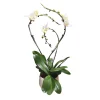 NA Orchidées | Orchidée Phalaenopsis blanche 3 tiges : pot D.27cm