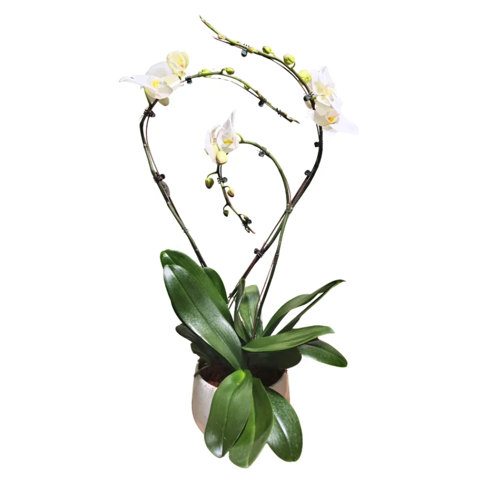 NA Orchidées | Orchidée Phalaenopsis blanche 3 tiges : pot D.27cm