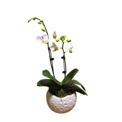 NA Orchidées | Orchidée Phalaenopsis blanche 2 tiges : pot D.24cm