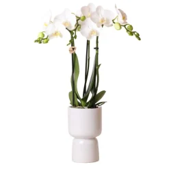 NA Orchidées | Orchidée phalaenopsis blanche - amabilis + trophy pot décoratif gris - taille du pot 9cm - 40cm de haut