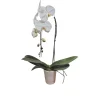 NA Orchidée Phalaenopsis blanche : pot D.14cm Discount