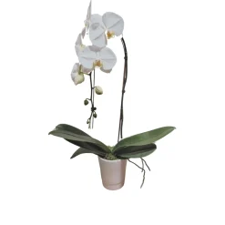 NA Orchidée Phalaenopsis blanche : pot D.14cm Discount