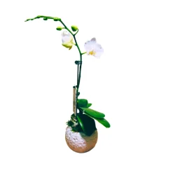 NA Orchidée Phalaenopsis blanche : pot D.11cm Clearance