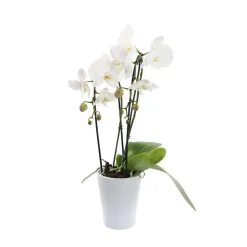 NA Orchidées | Orchidée Phalaenopsis blanche en cascade 2 tiges - pot D.13 cm