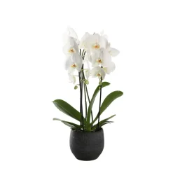 NA Orchidées | Orchidée Phalaenopsis blanche en cascade 2 tiges - pot D.13 cm