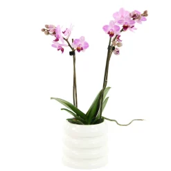 NA Orchidées | Orchidée Phalaenopsis 'Colibri' 2 tiges - pot D.9 cm