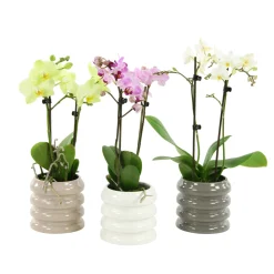NA Orchidées | Orchidée Phalaenopsis 'Colibri' 2 tiges - pot D.9 cm