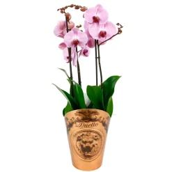 NA Orchidées | Orchidée Phalaenopsis duetto 3 tiges - pot D.17 cm