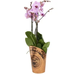 NA Orchidées | Orchidée Phalaenopsis duetto 3 tiges - pot D.17 cm