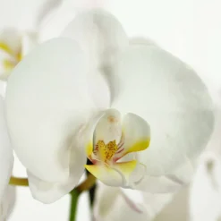 NA Orchidées | Orchidée Phalaenopsis en arceau 2 tiges - pot D.12 cm