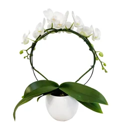NA Orchidées | Orchidée Phalaenopsis en arceau 2 tiges - pot D.12 cm