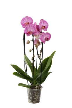 NA Orchidées | Orchidée Phalaenopsis en cascade 2 tiges - pot D.12 cm