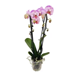NA Orchidées | Orchidée Phalaenopsis en cascade 2 tiges - pot D.12 cm