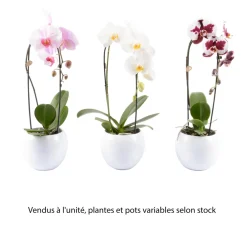 NA Orchidée Phalaenopsis "Flow" : pot de D. 14 cm Online