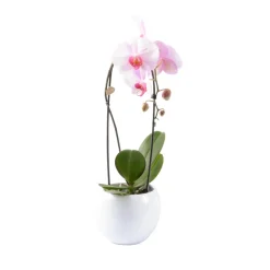 NA Orchidée Phalaenopsis "Flow" : pot de D. 14 cm Online