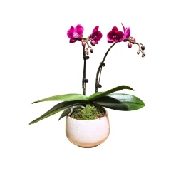 NA Orchidées | Orchidée Phalaenopsis fuschia 2/3 tiges : pot D.13cm