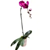 NA Orchidée Phalaenopsis fuschia : pot D.14cm Hot