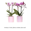 NA Orchidées | Orchidée, Phalaenopsis 'Kolibri' - 2 Tiges : pot D.10cm