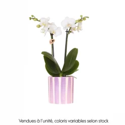 NA Orchidées | Orchidée, Phalaenopsis 'Kolibri' - 2 Tiges : pot D.10cm