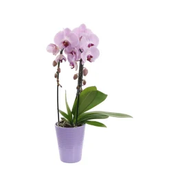 NA Orchidées | Orchidée Phalaenopsis mauve en cascade 2 tiges - pot D.13 cm