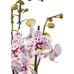 NA Orchidée Phalaenopsis mix 3 tiges : pot de D.12cm - H.55/65cm Clearance