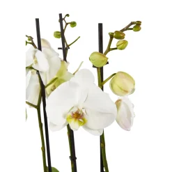 NA Orchidée Phalaenopsis mix 3 tiges : pot de D.12cm - H.55/65cm Clearance