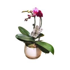 NA Orchidée Phalaenopsis mix 2/3 tiges : pot D.13cm Best