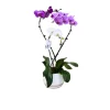 NA Orchidées | Orchidée Phalaenopsis mix, 3 tiges : pot D.27cm