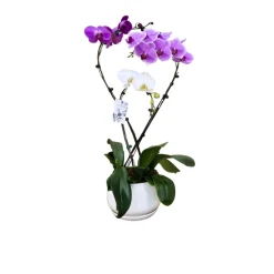 NA Orchidées | Orchidée Phalaenopsis mix, 3 tiges : pot D.27cm