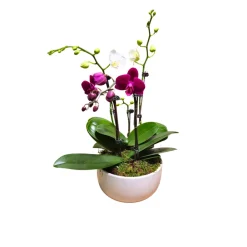 NA Orchidée Phalaenopsis mix 4/5 tiges : pot D.18cm Sale