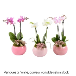NA Orchidée, Phalaenopsis : pot rose D.16cm New