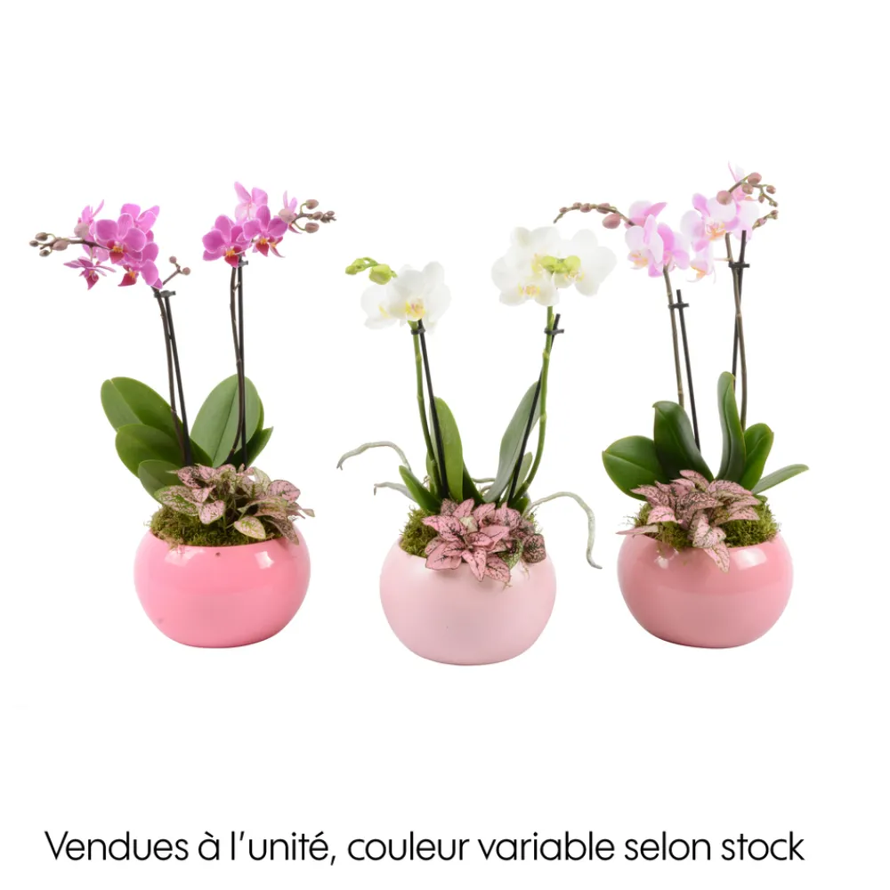 NA Orchidée, Phalaenopsis : pot rose D.16cm New
